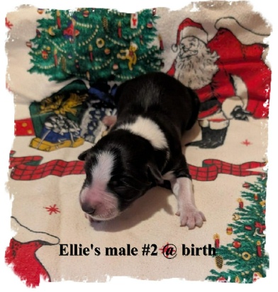 ABCA registered Border Collie B?W male out of working stock